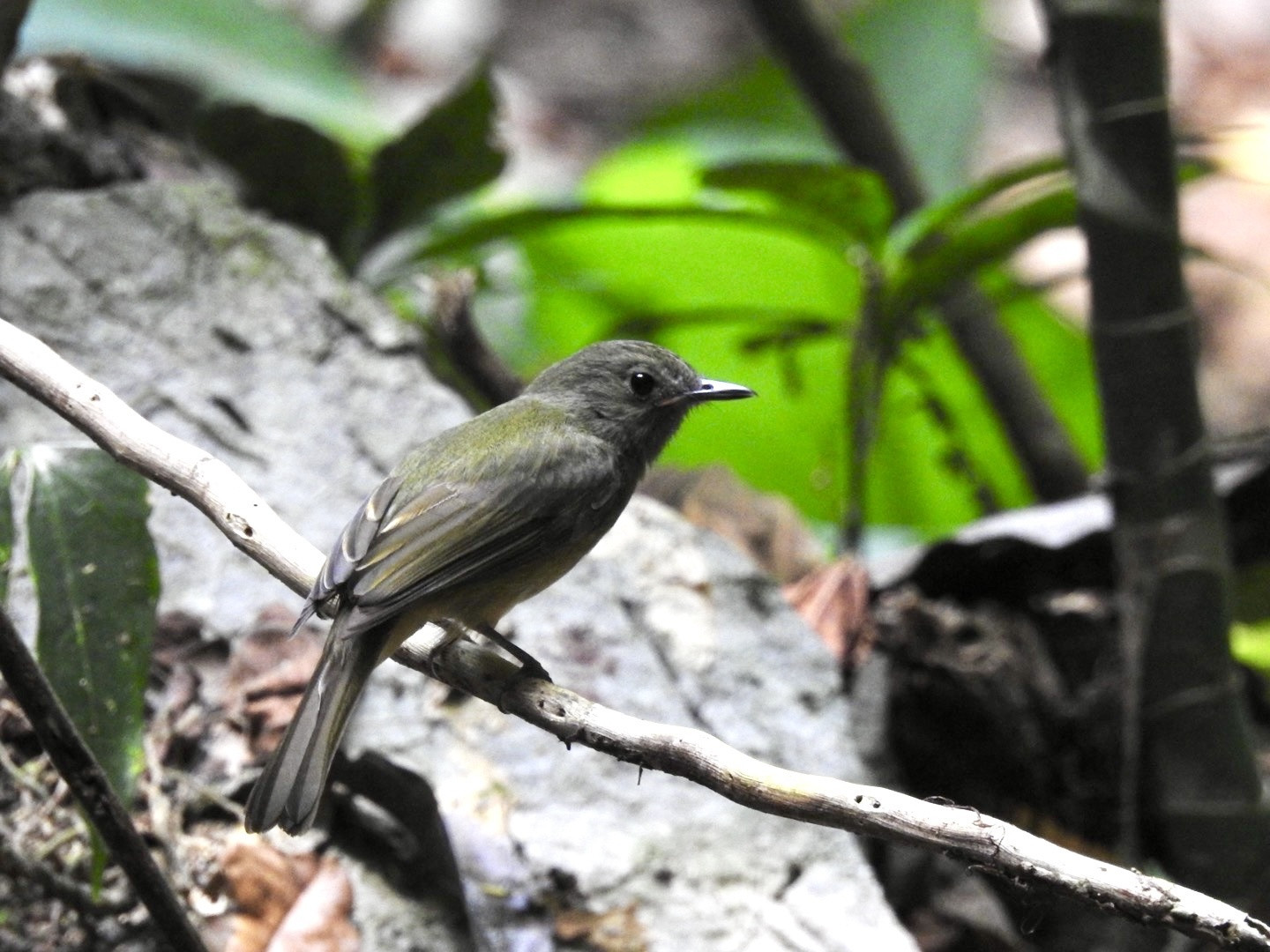 image Ochre-bellied Flycatcher